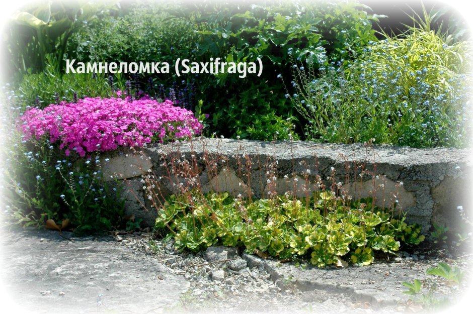Камнеломка теневая в ландшафтном дизайне