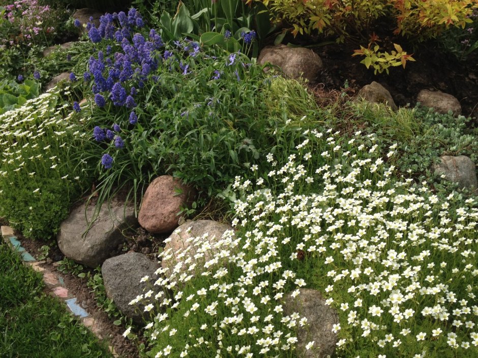 Камнеломка Арендса Carpet Pink "Saxifraga arendsii"