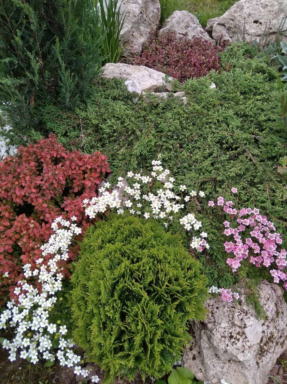 Камнеломка на клумбе