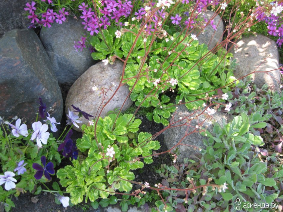 Камнеломка Арендса variegata