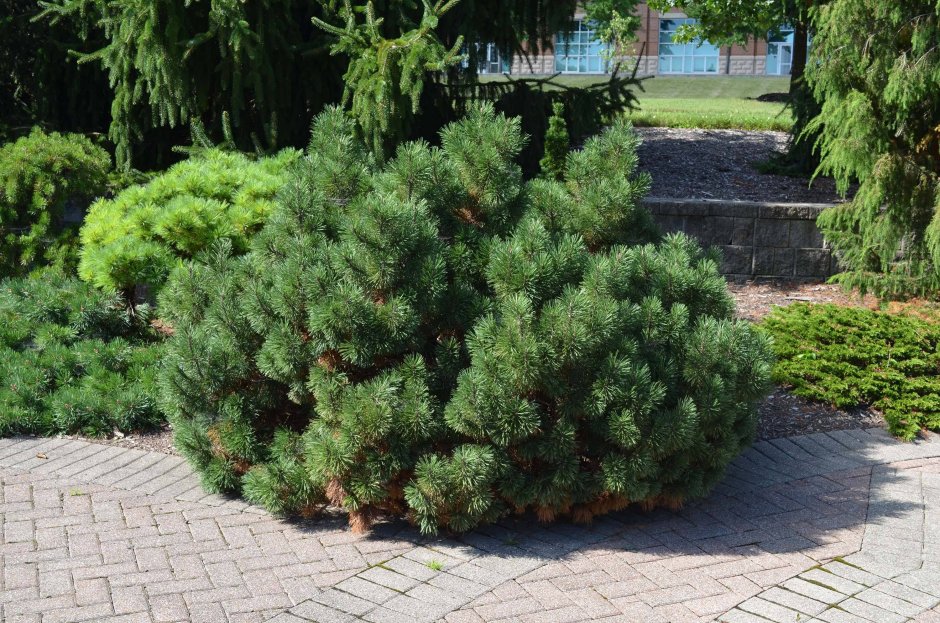 Pinus mugo Klostergrun