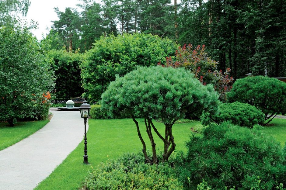 Pinus mugo Mops Gold