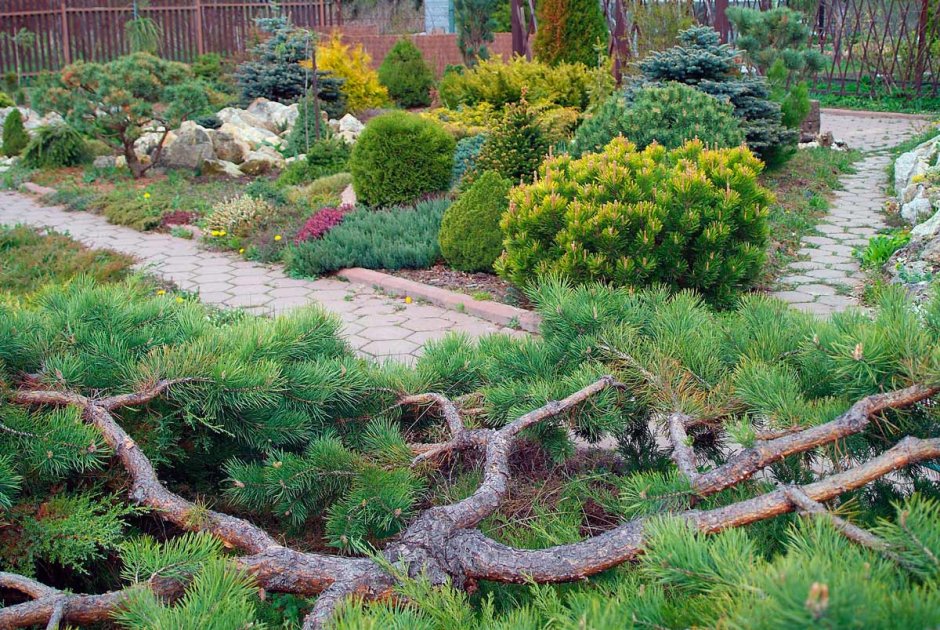 Pinus mugo Mops Gold