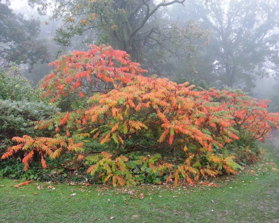 Rhus typhina dissecta