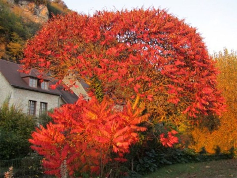 Сумах оленерогий, пушистый, уксусное дерево (Rhus typhina).