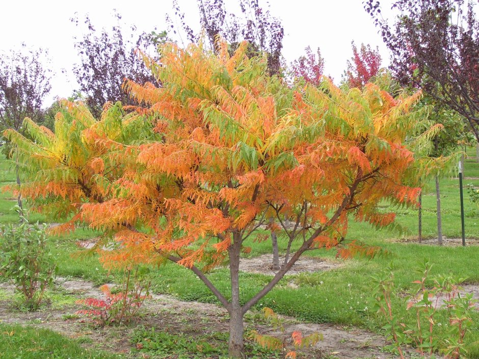 Клен Гиннала в ландшафте