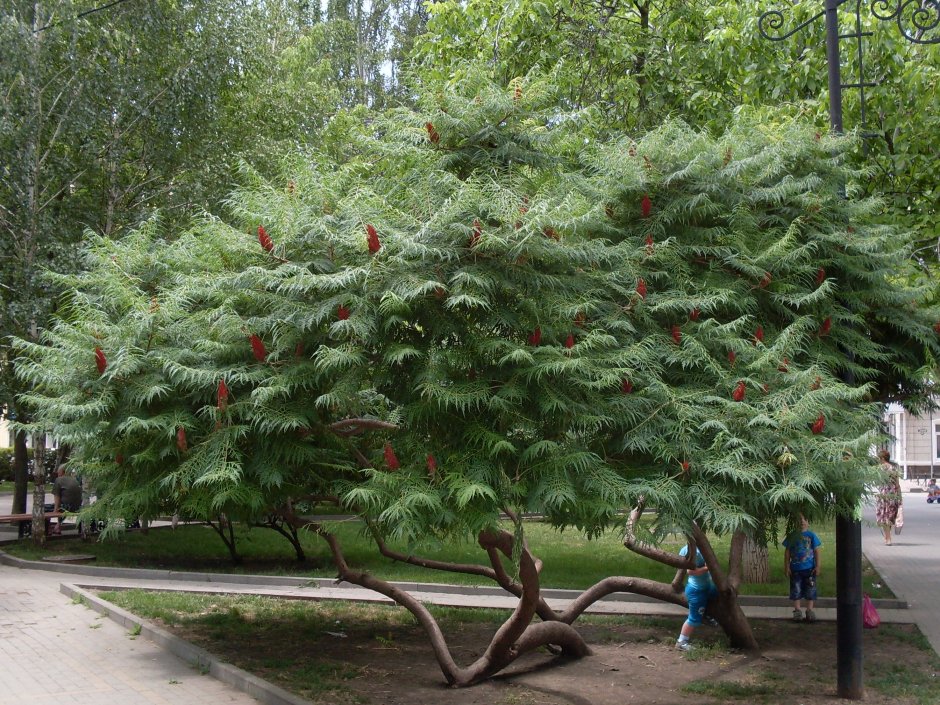 Сумах оленерогий Rhus typhina