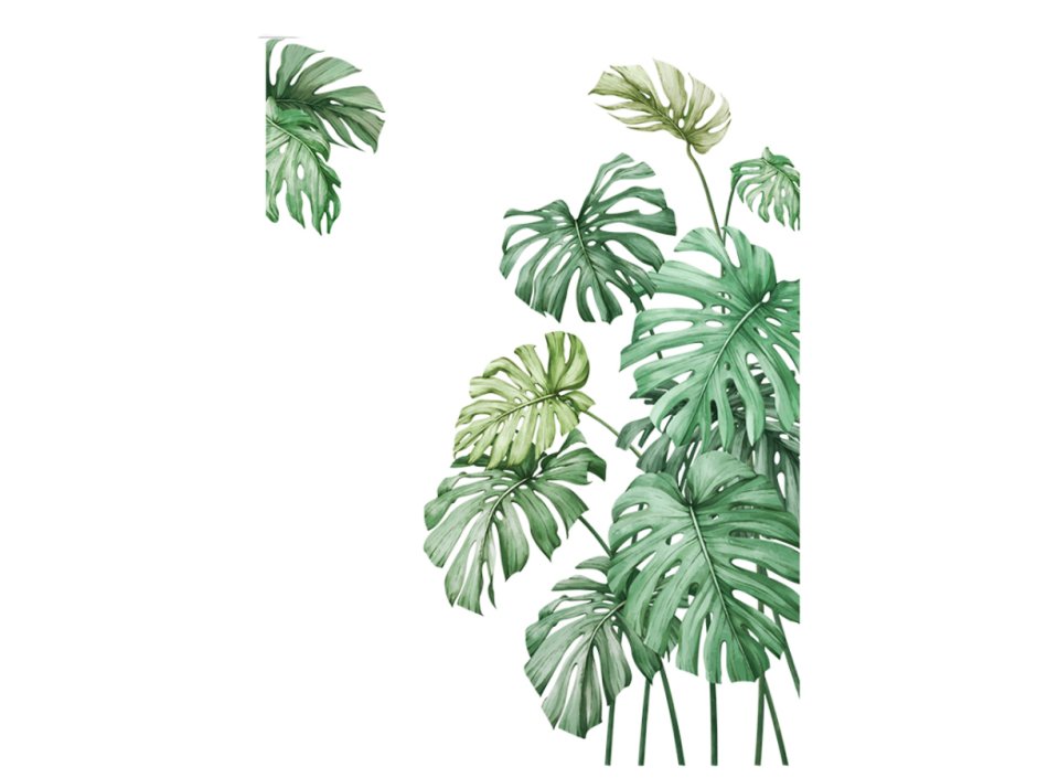 Обои Monstera