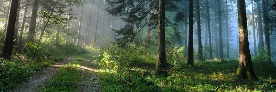 Панорама сказочного леса