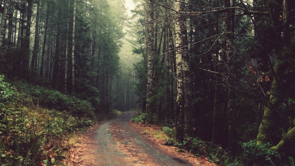 Дорога в хвойном лесу
