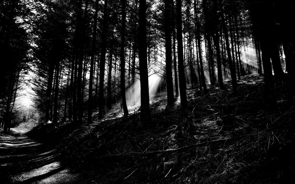 Мрачный лес черно белый
