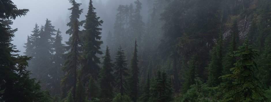 Хвойный лес в горах Аляски туман Сумерки
