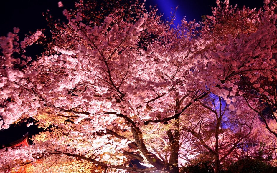 Цветущая Сакура ночью