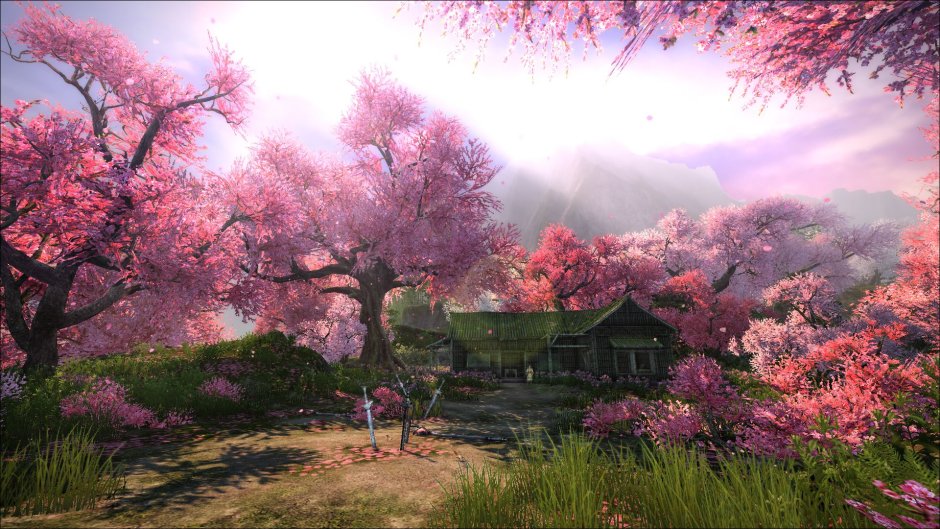 Sakura Blossom живые обои