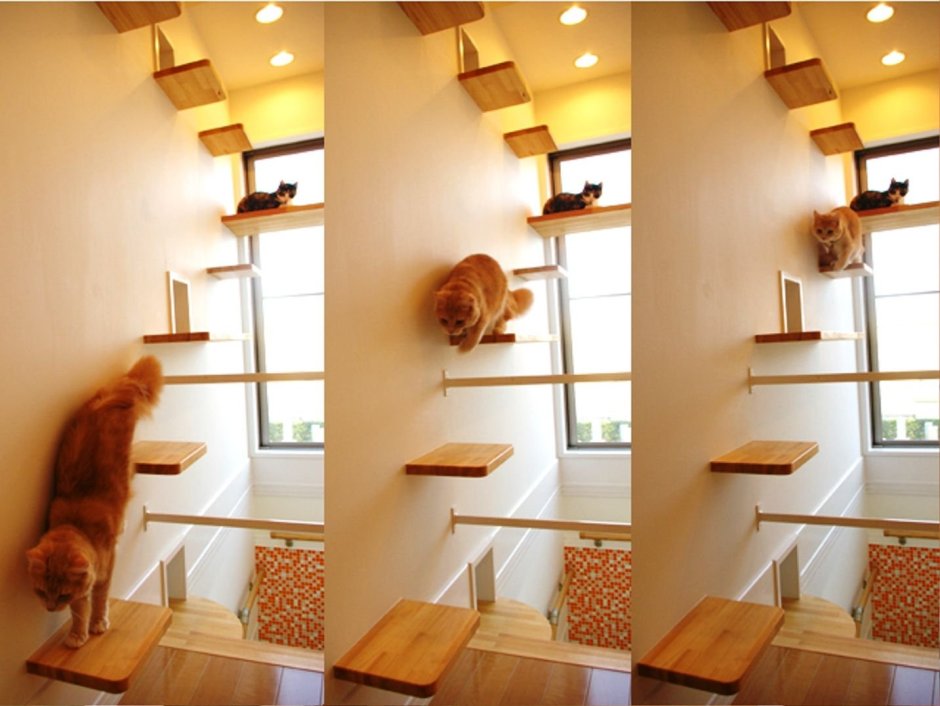 Лестницы для котов по стене