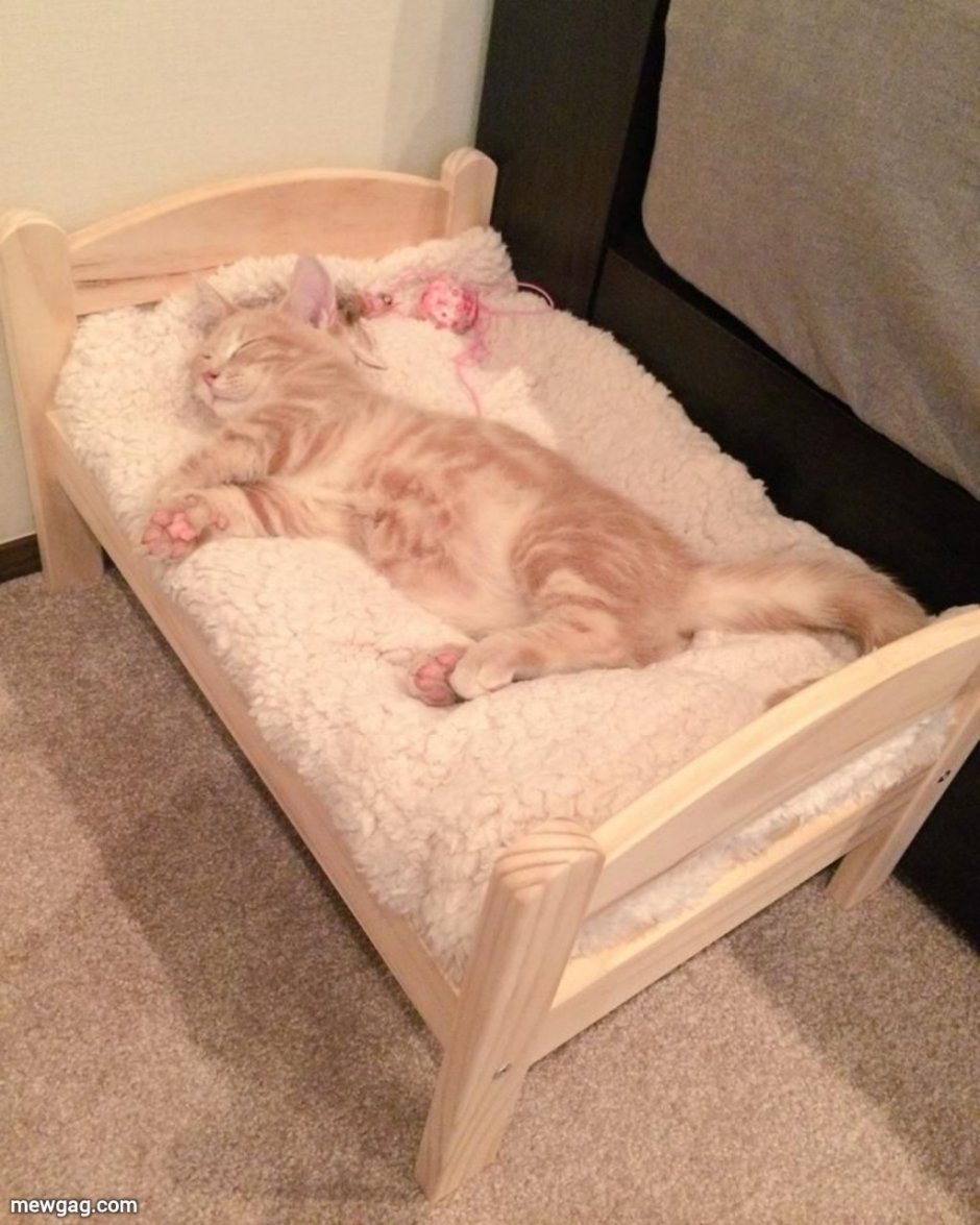 Спящие котики в кровати