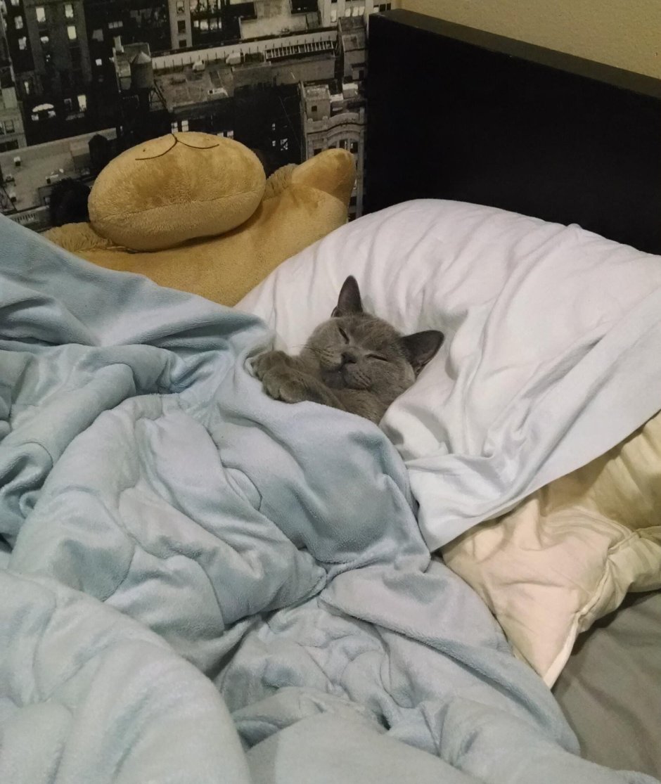 Одеяло прикол