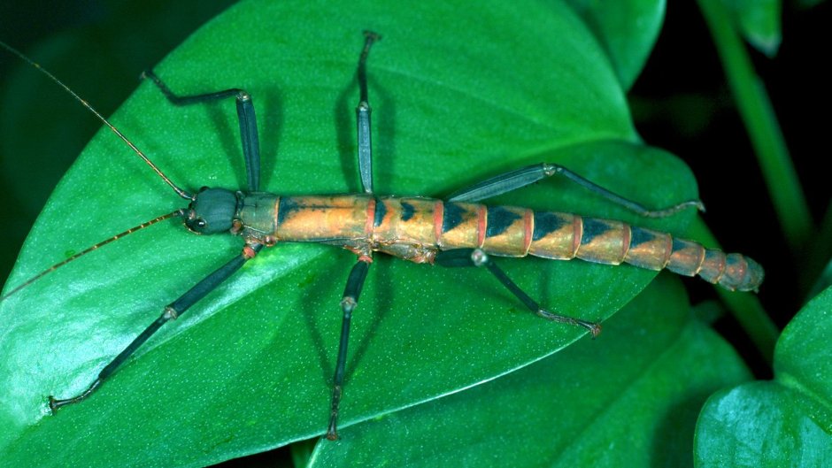 Палочник Carausius Morosus