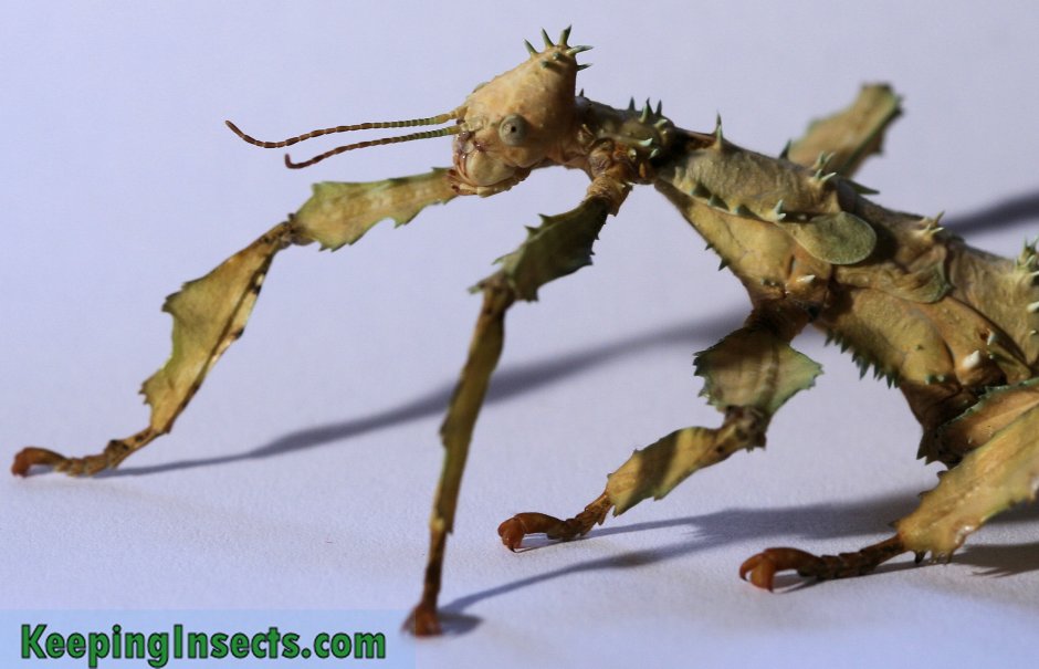 Палочник Neophasma subapterum
