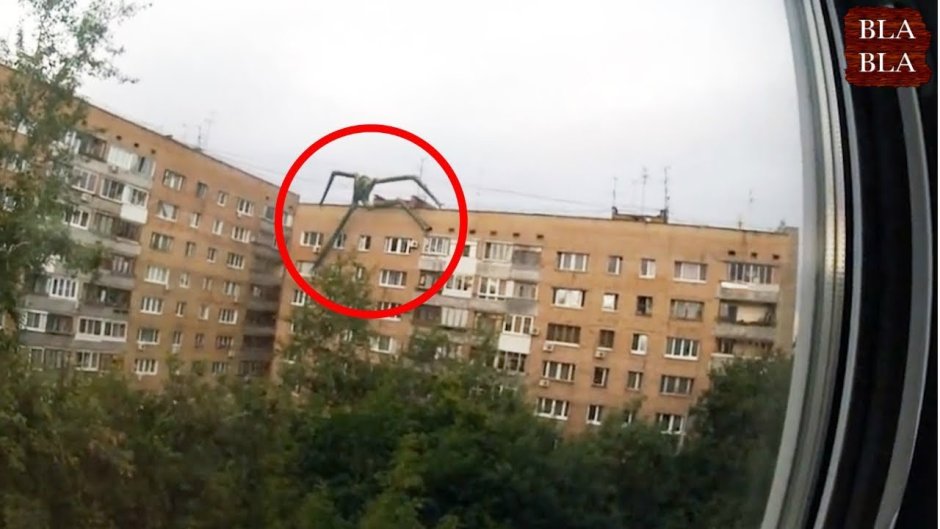 Палочник огромный монстр