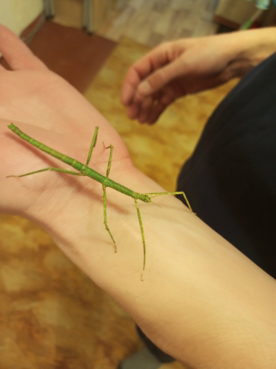 Haaniella erringtoniae палочник