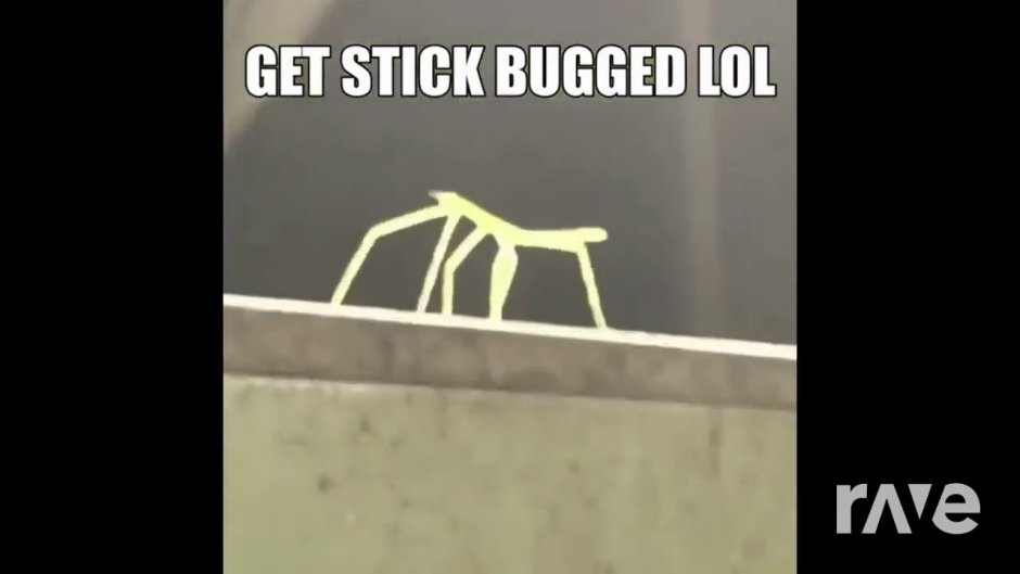 Get Stick Bugged lol