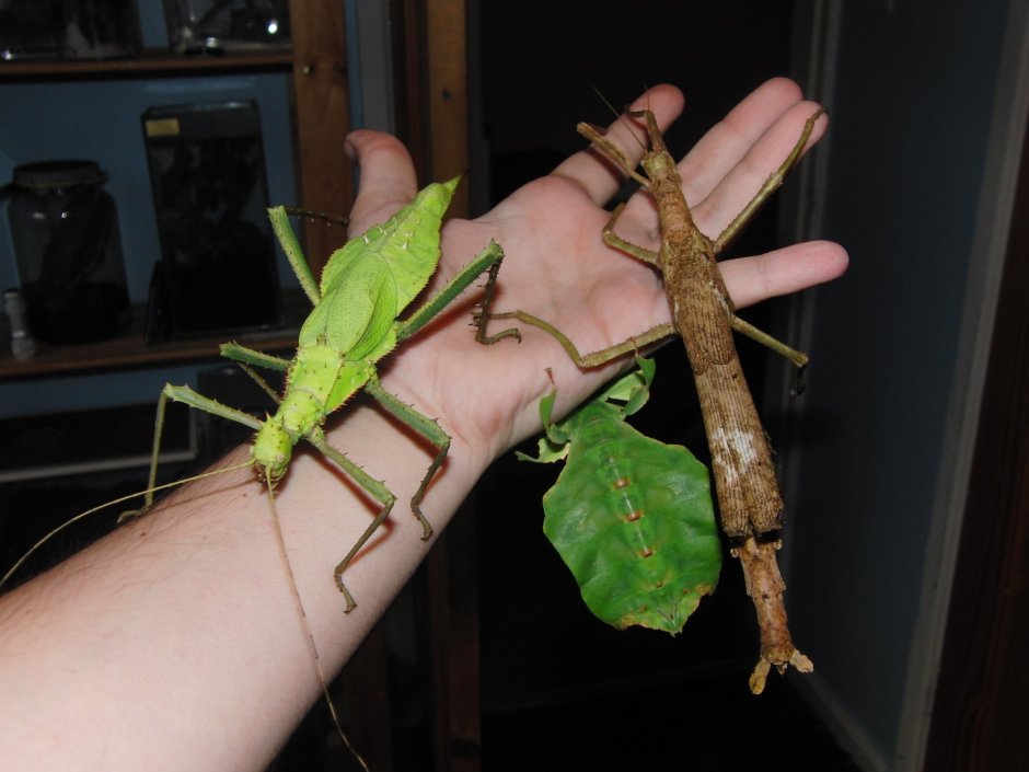 Diapherodes giganteum