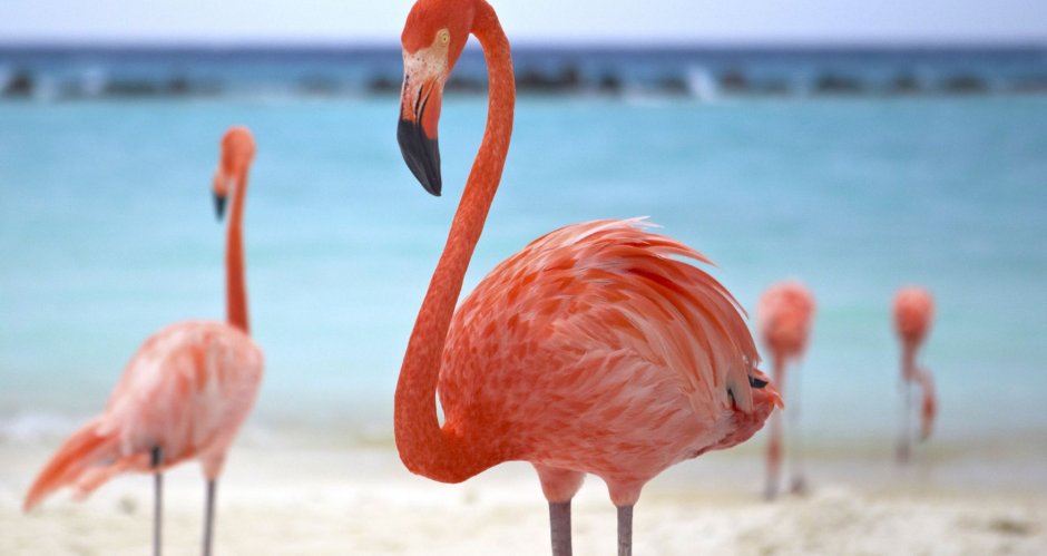 Санта Клара Куба пляжи Фламинго