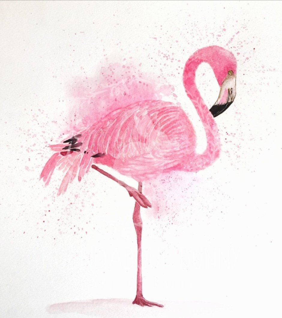 Фламинго рисунки профессионалов