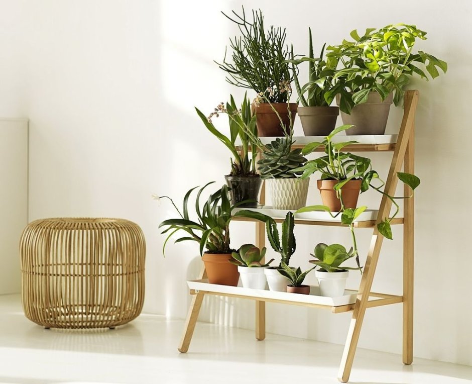 Мебель для растений