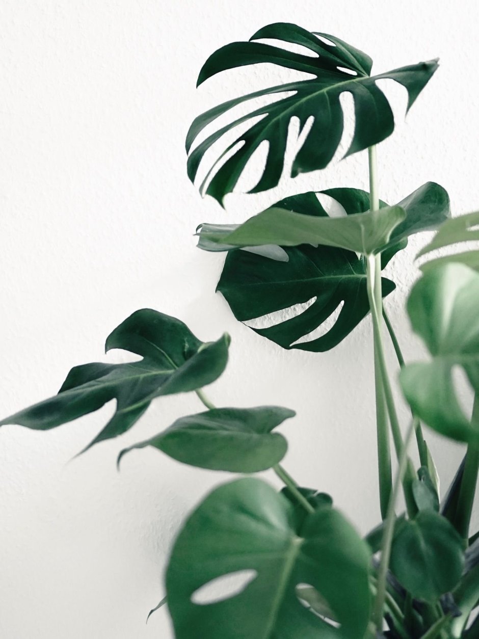 Urban Jungle интерьер