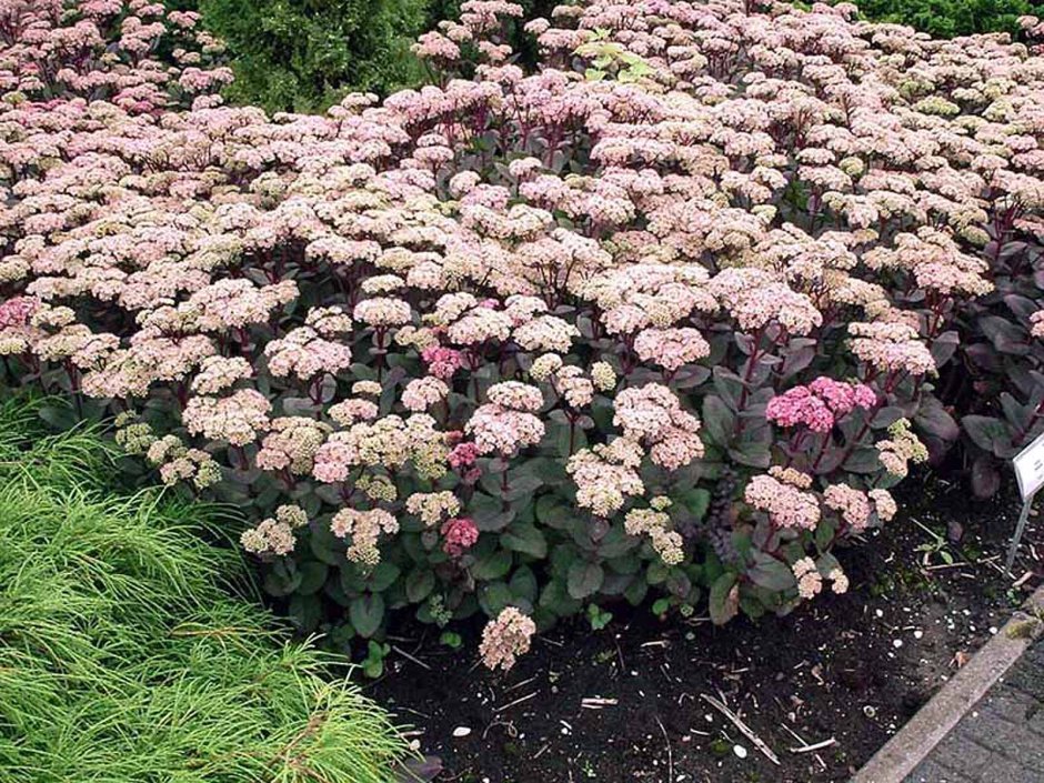 Очиток Видный (Sedum spectabile)