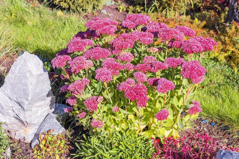 Очиток Видный (Sedum spectabile `Brilliant`)