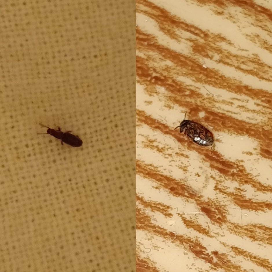 Куколка бабочки Noctuidae