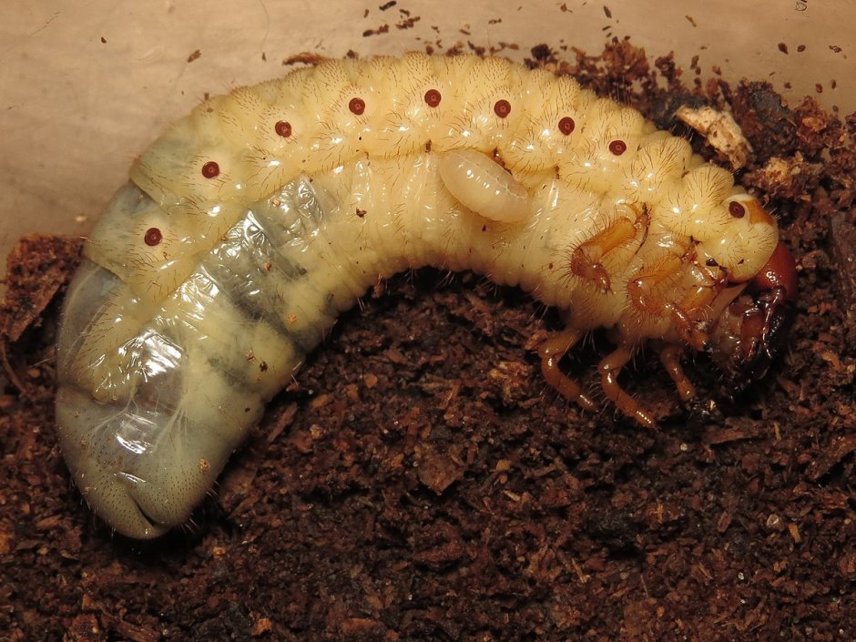 Ectinus aterrimus
