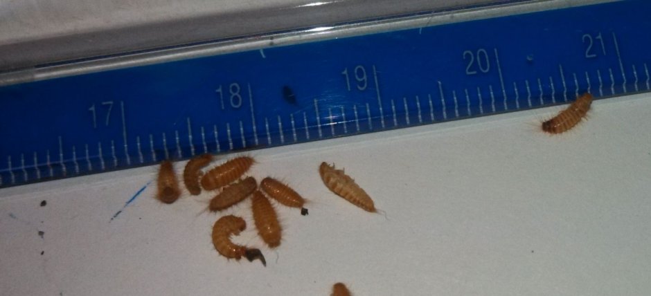 Pseudocistela ceramboides личинка