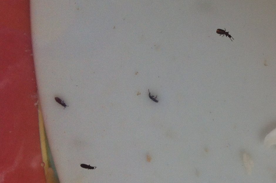 Яйцо Drosophila melanogaster