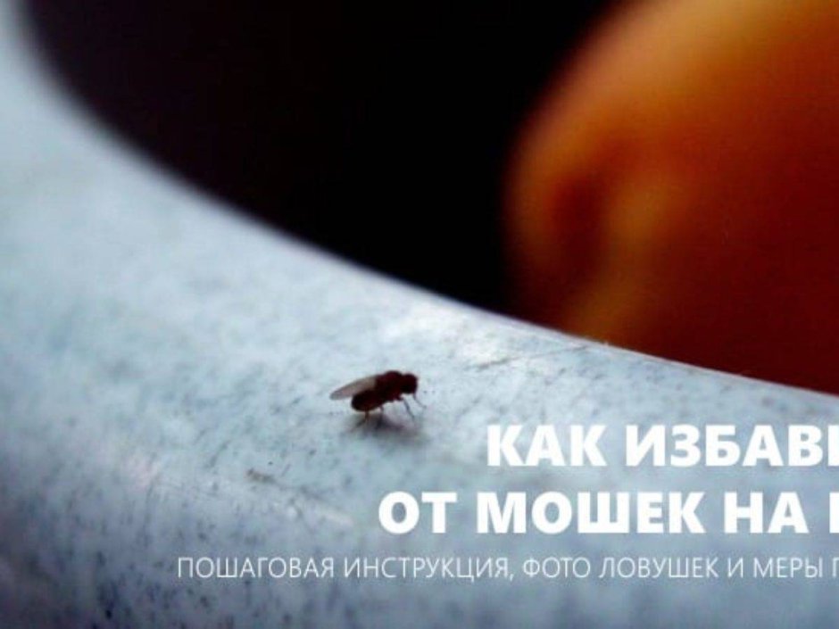 Пищевые мошки