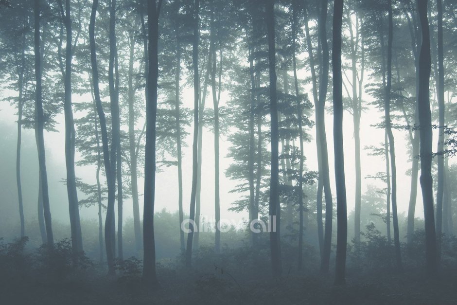 Палитра туманный лес