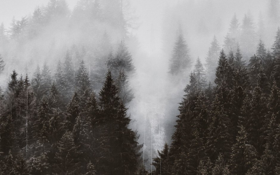 Лес Шварцвальд в тумане