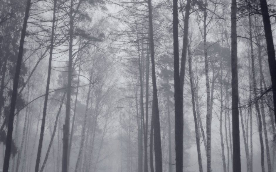 Серый лес в тумане