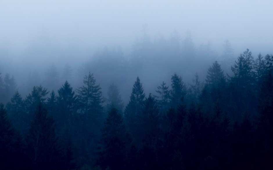 Лес Сумерки туман
