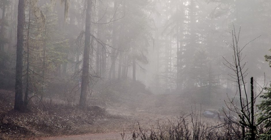 Сильный туман в лесу