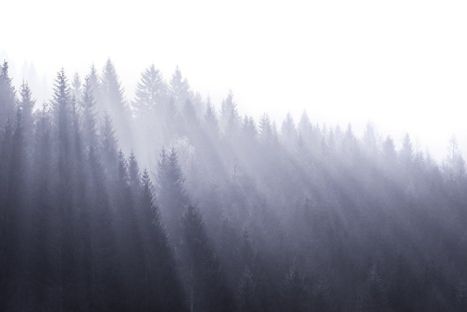 Скандинавский лес в тумане
