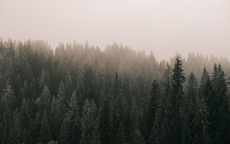 Богемский лес Чехия туман