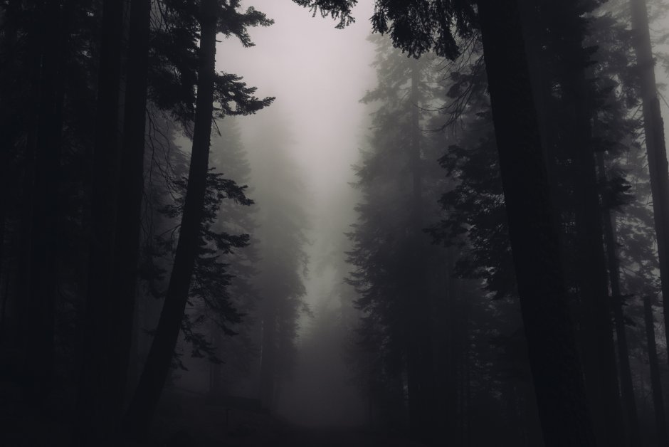 Темный лес в тумане