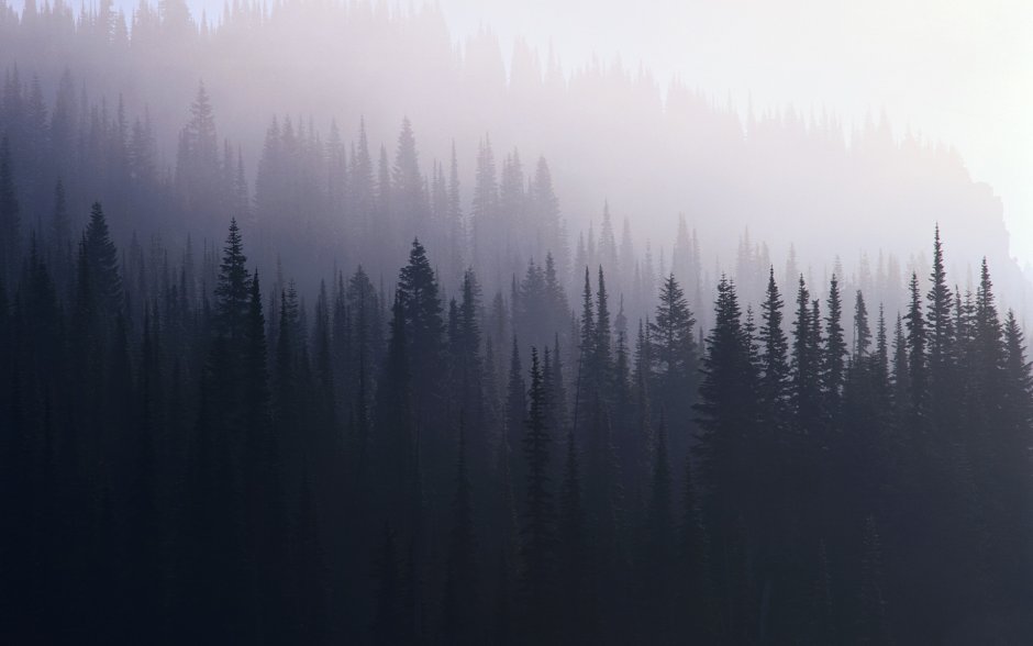 Верхушки деревьев в тумане