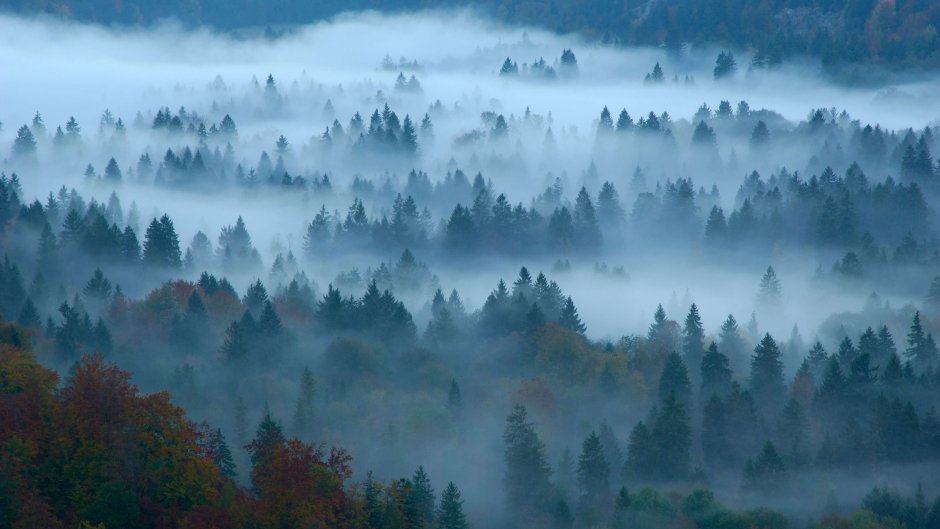 Германия Бавария лес туман
