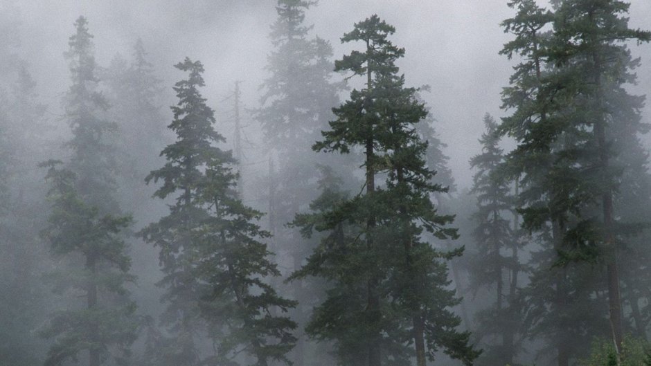 Туманный лес wm44 NW
