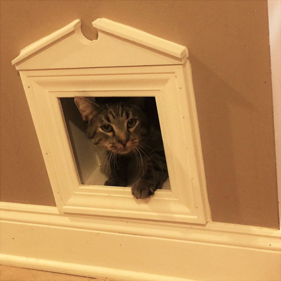 Дверца для кошек в дверь
